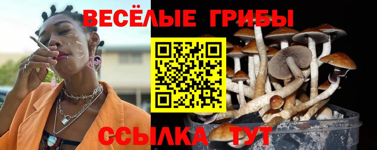 Галлюциногенные грибы Psilocybine cubensis Назарово